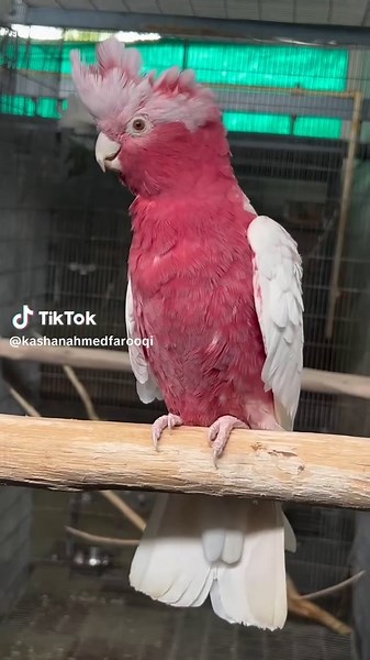 Lutino Galah Cockatoo: A Colorful Companion