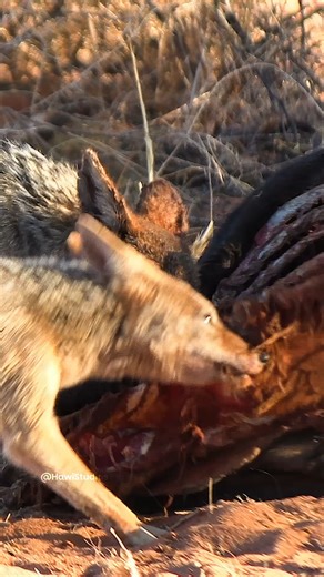 HAWI Studios on Instagram: "Scavenging black-backed jackal Wincent 7VCuT #wildlife #nature #jackal"