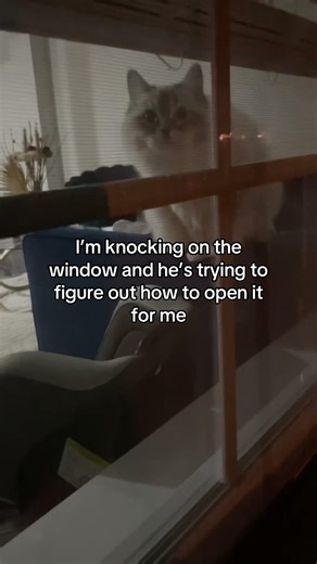 First rule about knocking on windows with a cat nearby, don’t expect them to do anything 😊