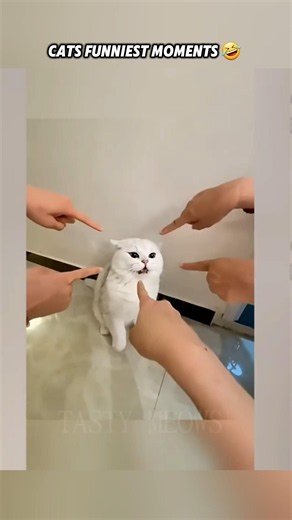 Top 6 Funniest Cats Moments Ever 😂🐱 (Wait for #1!) #shorts
