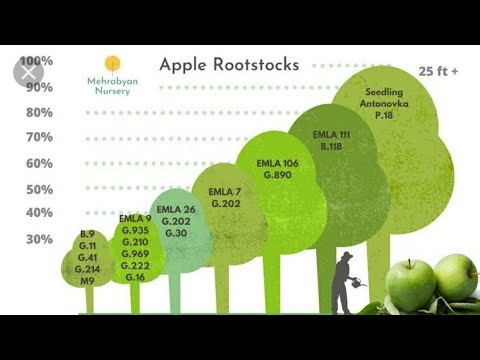 Apple Root Stocks: M9,M7,MM106,MM111