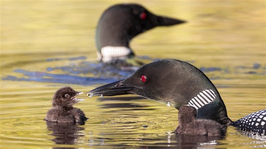 Headlines from ABC News Live