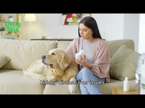 Dog Acting Strange? What to Observe, When to Worry, and When to See a Vet