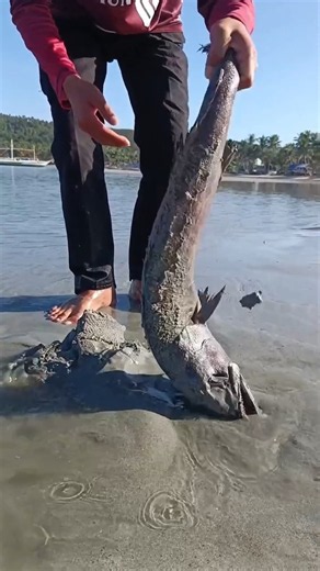 Unbelievable! Catching Giant Fish Hiding Under The Sand 😱🎣 #shorts