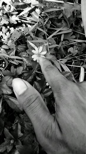 Black & white to color ✨