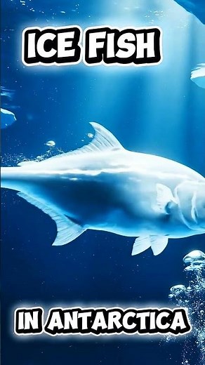 Antarctica Ice Fish Facts 🐟 | The Fish With No Red Blood! #facts