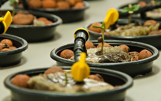 How to Grow Hydroponic Cannabis