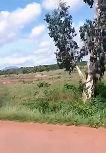 235K views · 1.3K reactions | AIR TRAFFIC ALERT  Airstrip signage in Lethem advises drivers to "Stop and watch for low-flying aircraft." In this video, the canter driver failed to do such and almost caused the imaginable with the GDF's Dornier Hal 228 aircraft. Trans Guyana Airways and Air Services Limited provide regular service with Beechcraft 1900D and Caravan aircraft (three times daily) in Lethem. | Guyana Express | Facebook