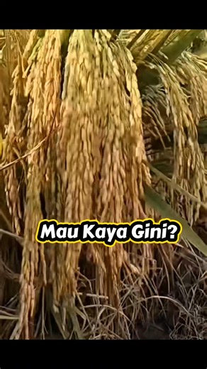 Kombinasi Nutrisi Ampuh Penambah Bobot Padi