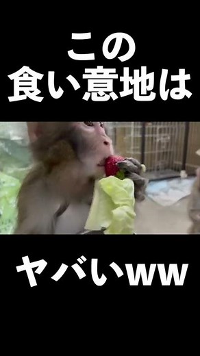This baby monkey's eating habits are so crazy! Everyone who sees it will laugh lol #shorts