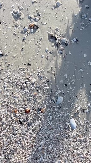 3.3K views · 659 reactions | A baby ( juvenile ) Horse Conch. These...