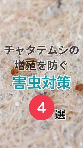 チャタテムシの増殖を防ぐ4つの対策 #掃除術 #害虫 #増殖 #対策