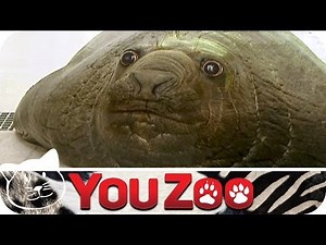 Die Riesenrobbe - die größte Robbe der Welt │YouZoo