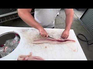 HOW TO: FILLETING A GUMMY SHARK