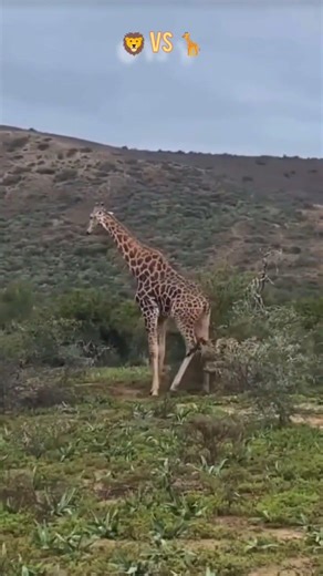giraffe vs lion King / wildlife animals fight short #animals #wildlife
