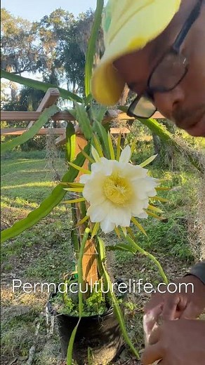 How to collect pollen from dragon fruit flowers !