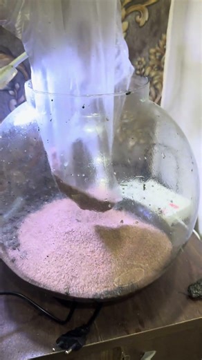 Amazing Fish Bowl transformation with live plants for my betta fish 💞