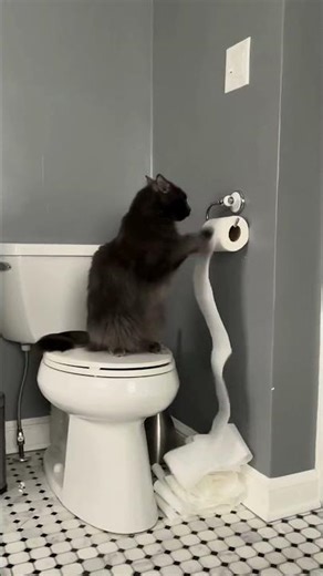 Turn Waste into Cat Toys