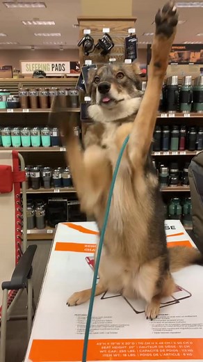 Exploring the Unique Bond Between Dogs and Coyotes