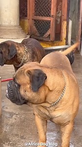 105K views · 1.7K reactions | Who do you think is stronger? Bull Mastiff or Boerboel #africodogblog #boerboels #boerboelfans #bullmastiff #bullmastifflovers #dogs #dogsoffacebook | Africo Dog Blog | Facebook