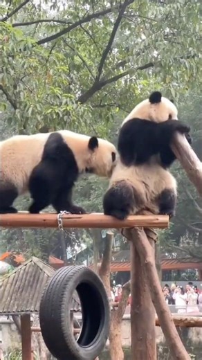 Pandas fighting part2. Adorable pandas;funny moments. animals. #ipanda #ipandaパンダ楽園#iPandaChannel