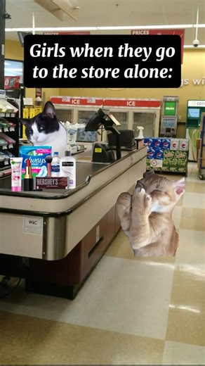 4 boys, 1 Lay’s #cats #relatable #catmeme #relationships #funny #funnycat #foryou #reel #cat #catvideos #viral | Catology Hub