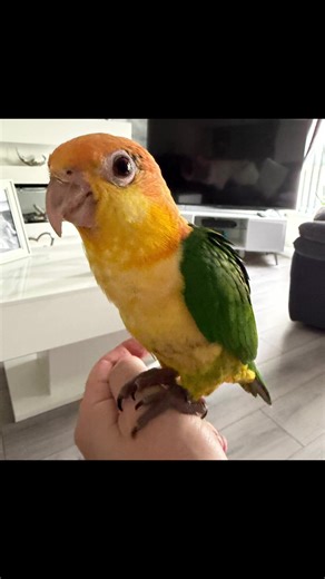 From the brooder to now 🦜 #caique #birdsoftiktoks #parrotsoftiktok #caiquelovers #northernirelandcaiques