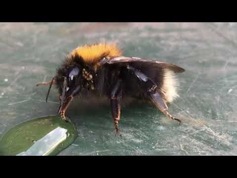 Swarm Control by the 1% Elite