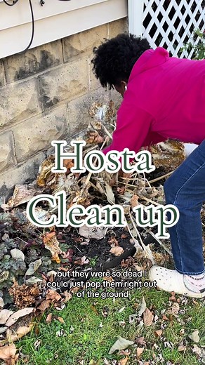 Got to my hosta clean up way later than usual this year, but it actually was so much easier because of it! I don’t know if it will be this warm every year to be able to do this, but I did enjoy being able to pull them out of the ground. my number one tip for whole free hostas is clearing out the old leaves every year trust me it makes a big difference. #hostas #hostacare #gardeninghelp #gardentips #perrenialgardening #gardeningforbeginners #gardencleanups #CapCut