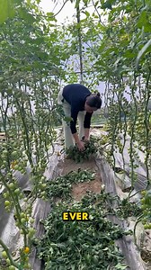 11K views | Fresh Tomatoes, Farmed with Care #FreshTomatoes #FarmLife #BehindTheScenes | YNP Media | Facebook