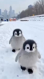 257K views · 10K reactions | Cute Penguin  | #shorts #viralvideo #fact | Factsx | Facebook
