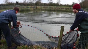 13K views · 103 reactions | **MUD POND HARVEST** The farm is back in...