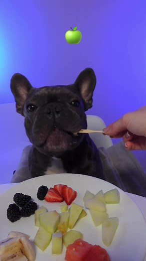 Adorable Frenchie Puppy ASMR Compilation
