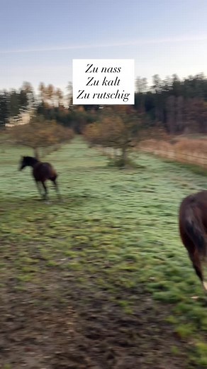 4.9K views · 2K reactions | Bewegung ist Gesundheit. Die 4 stehen ihr Leben lang im Offenstall und guckt mal was auf der Koppel passiert  | Pferdepraxis Graveley | Facebook