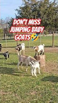 These Baby Goats Are Out of Control!! 🐐 #babygoats #cuteanimals #goatfarming