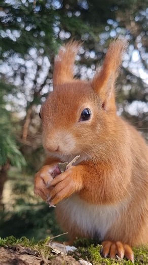 2.9K views · 3.2K reactions | It's Red Squirrel Awareness Week!! ...