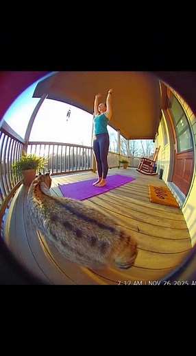 A woman peacefully stretches on her porch during an early morning yoga session, completely unaware that a bobcat is silently creeping up behind her. The wild cat stalks closer and closer until she finally turns and freezes in pure terror. | PorchWild Clips