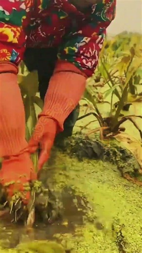 Harvesting Water Chestnuts 🌰💧 #LabeeqAgriFarm #WaterChestnut #HarvestTime