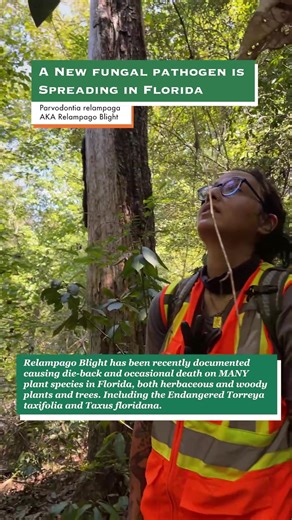 70K views · 1.2K reactions | A new fungal pathogen is spreading in...