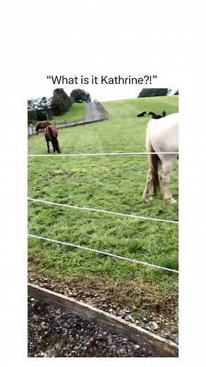 Is it his Willy? 😂😂 You just gotta love kids 🤷🏾‍♂️..Is it his Willy? 😂😂 I don’t know young man 😩 🏷️ via @cathconnolly_ #britishmemes #ukmemes #scottishmemes #britishhumour #funnymemes #englishmemes #britain #british #britishbanter #scottishbanter #britishaccent #scottish #britishtv #growingupbritish | RUFF ENDZ