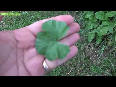 ⟹ Common mallow | Malva neglecta | Another great plant to know about