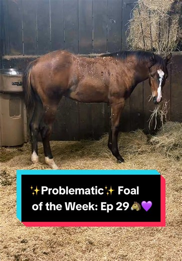 ✨Problematic✨ Foal of the Week: Ep 29🐴💜 | Katie Van Slyke