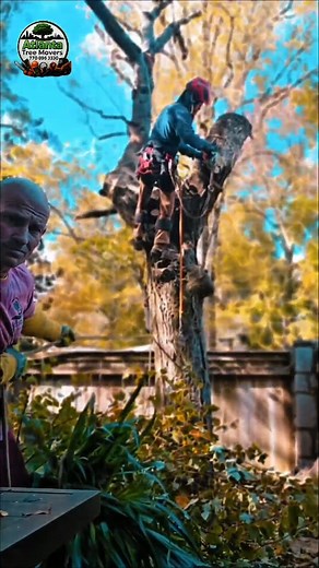 Controlled. Clean. Safe. That’s how we cut. Need expert tree services? Call/Text Atlanta Tree Movers LLC today at 770-896-3330 #AtlantaTreeMovers #fyp #reels | Christian Luke
