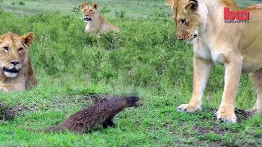 Mongoose & Tiger Fight