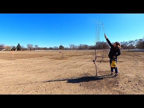 Spraying our Fruit Trees: Dormant Oil/Liquid Cooper for Overwintering Insects & Disease! 🌳🍎👩‍🌾
