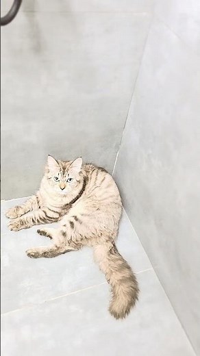 "Just a little baby"🤗🥰"Dum Dumb & dumber" #cutecat #kitten