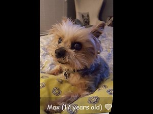 Good Morning everyone. Today we have two Yorkie Videos again. No. 1 - enjoy! The video is also available on our Yorkies Care Website: http://yorkiescare.com/video-gallery/ and in our Yorkie Care Group:https://www.facebook.com/groups/1645800889057217/ | Yorkies Care