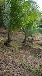 2.9K views · 50 reactions | The new housing design for commercial breeding of Bisaya and Jolo chicken at Central Philippine University Research Station for Philippine Native Chicken in Leon, Iloilo. One unit with a floor area of 32 square feet can hold 21 hens and 3 roosters. A unit is costing less than P5000. We are increasing our breeding stocks to 1000 hens to showcase the feasibility of commercial production of native chicken. | Philippine Native Chicken | Facebook