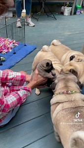 435K views · 10K reactions | Very fIrst moments meeting my new baby brother… It was love at first sight. ♥️殺♥️珞Mom thought her heart was going to explode. ( Mama Tilly stayed very close watching over her little boy… best mom ever) xoxo ~ Dashiell Donovan #babyfritz #mamatilly #nattypugdashian #missypugdashian Pugdashians | Pugs and Kisses | Facebook