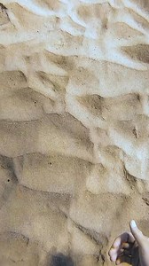 3.9K views · 40 reactions | One of the best shells I've ever found  #hawaii #diving #underwater #models #ocean #diver #girls #shipwreck | CEO Of The Ocean | Facebook